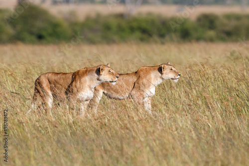 Lion hunting in the high grass in the Masai Mara National Park in Kenya