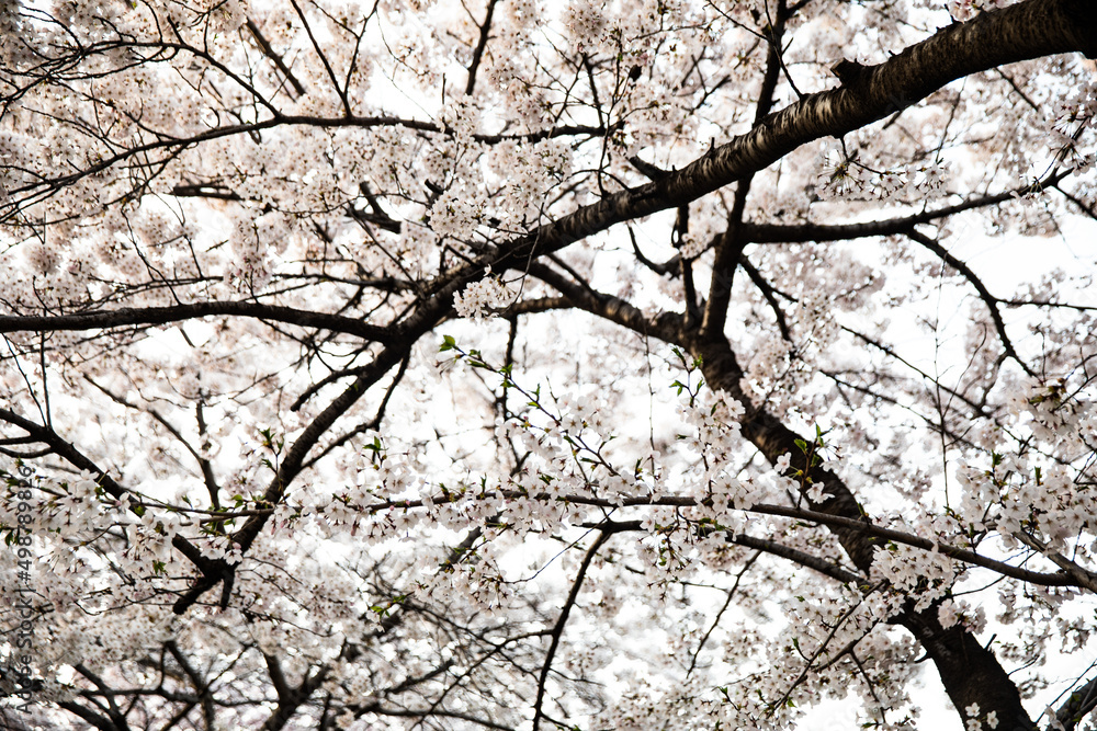 White cherry blossoms in full bloom in Yeouido on a warm spring day, White cherry blossoms in full bloom in Yeouido on a warm spring day,