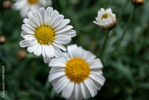 Margaritas florecidas en primavera