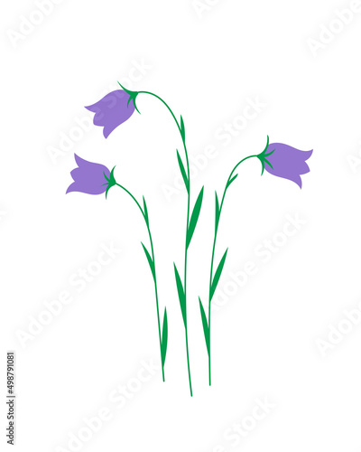 Campanula bellflowers plant illustration on white background.