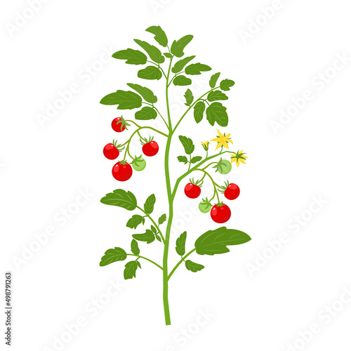 Bush tomatoes with fruits and flowers. Vector illustration of growing vegetable on white background.