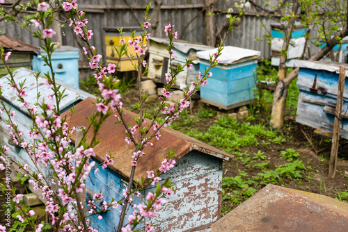 Rows of hives under branches with cherry blossoms. Apiary in the spring in aperil. Honeybees collecting pollen from white flowers in garden. © Angelov