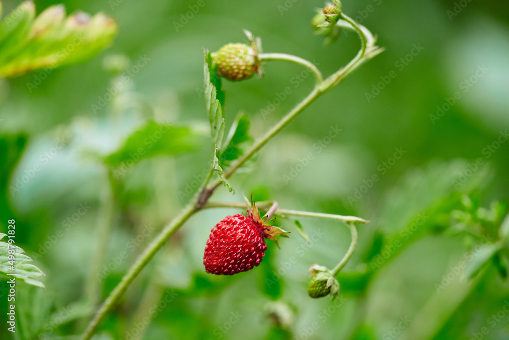 Wild strawberry in forrest. Red and unripe wild strawberry on bush. Wild strawberry in forrest. Red and unripe wild strawberry on bush.