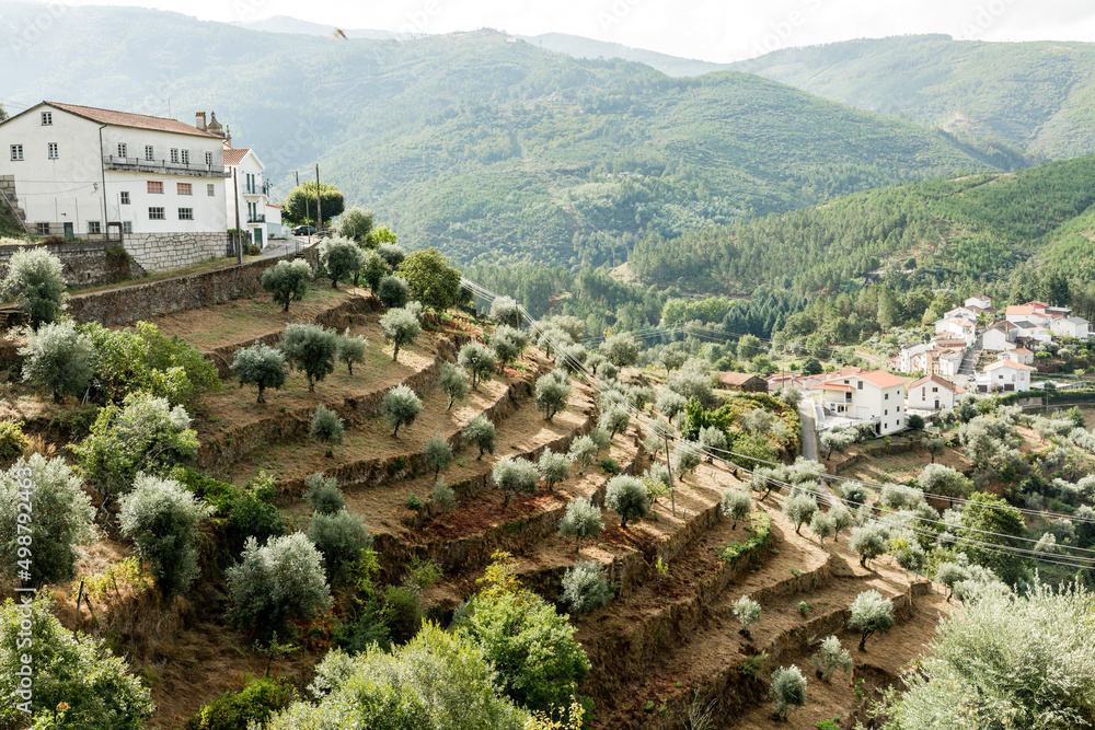 Bergpanorama mit Olivenplantage