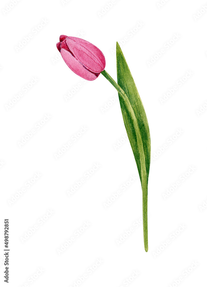 One tulip flower. Pink flower on the stem. Watercolor illustration isolated on a white background. - obrazy, fototapety, plakaty 