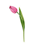 One tulip flower. Pink flower on the stem. Watercolor illustration isolated on a white background.