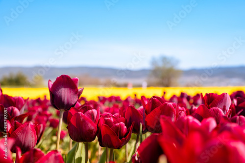 Tulipes