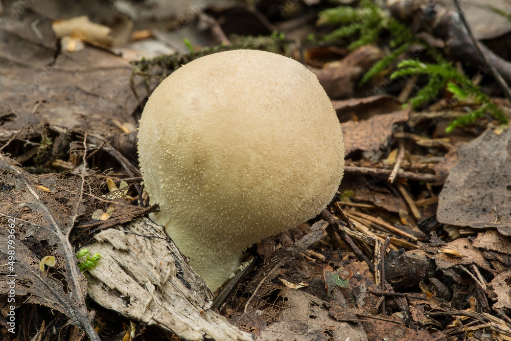 Wildlife of Europe- edible and inedible mushrooms growing in forest. Wildlife of Europe- edible and inedible mushrooms growing in forest.