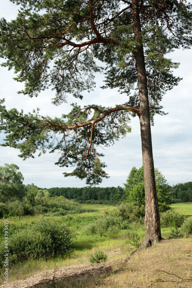 Fototapeta premium Trees, bushes and water - summer landscape near the Berezina river in Belarus