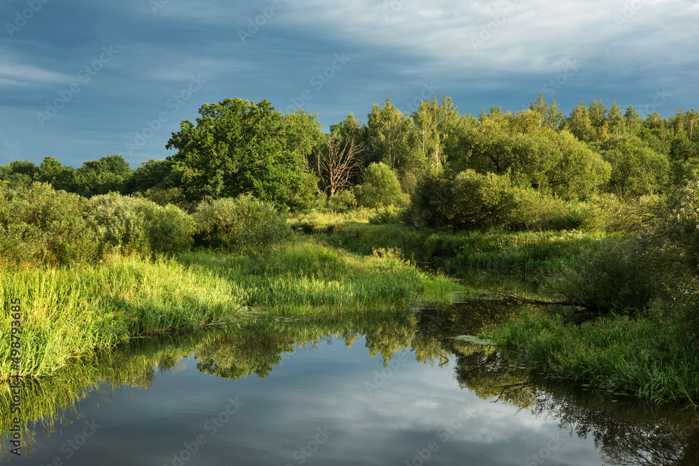 Trees, bushes and water - summer landscape near the Berezina river in Belarus