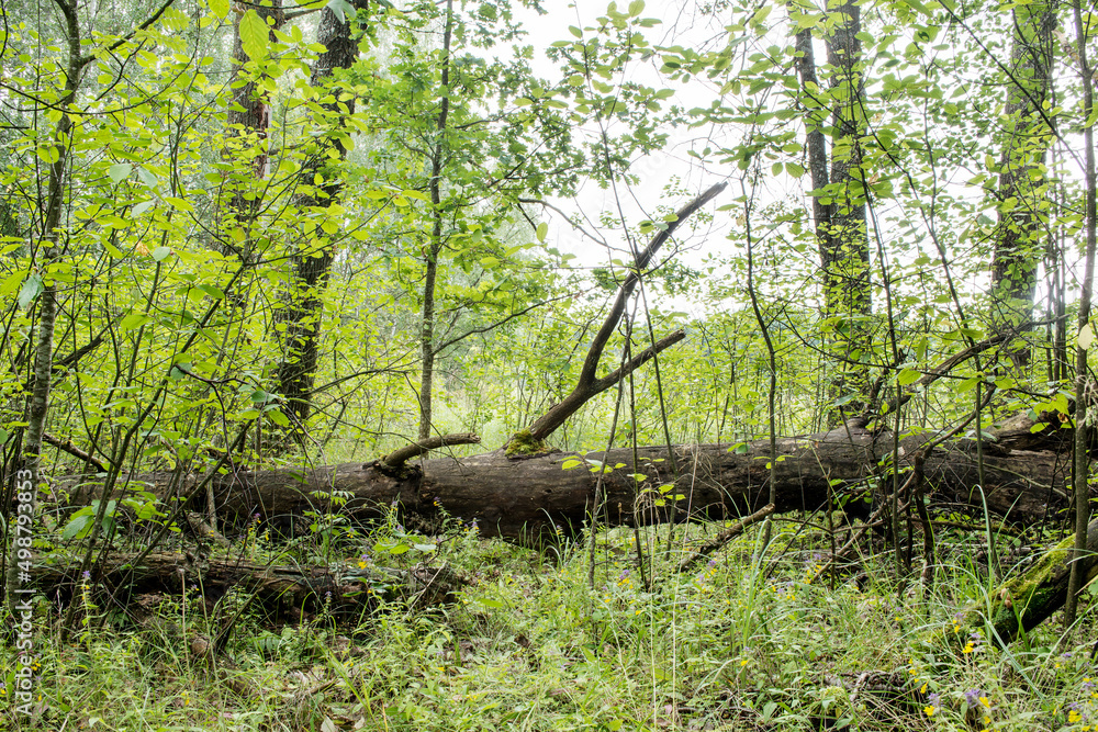 A fallen rotten tree trunk in a dense forest near the edge A fallen rotten tree trunk in a dense forest near the edge