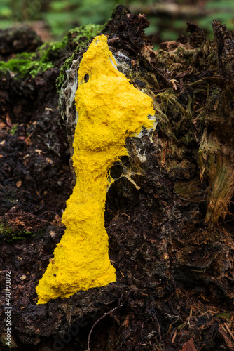 Wildlife of Europe - Protista organism slime mold growing in the Belarusian forest