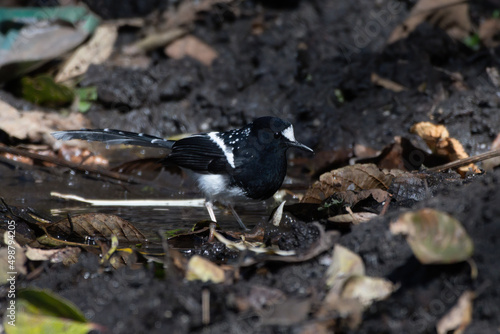Photography Spotted forktail (Enicurus maculatus) photographed near Lachen in Sikkim, India