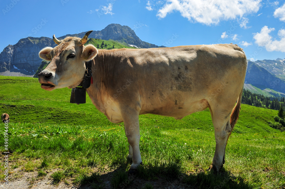 Switzerland cow