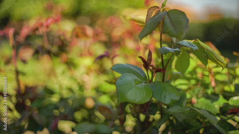 Foliage image with selective focus Foliage image with selective focus