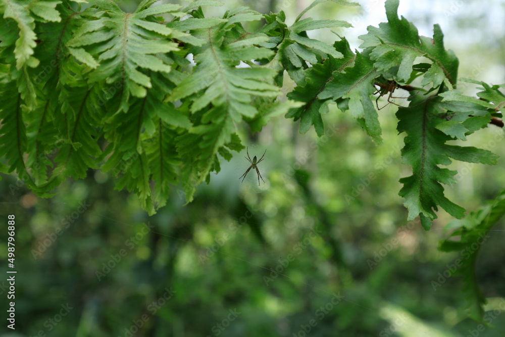 Dorsal view of a tiny spider with its spider web, spider web hangs under a fern leaf Dorsal view of a tiny spider with its spider web, spider web hangs under a fern leaf