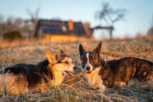 Psy rasy corgi w porannym słońcu na łące #498797698