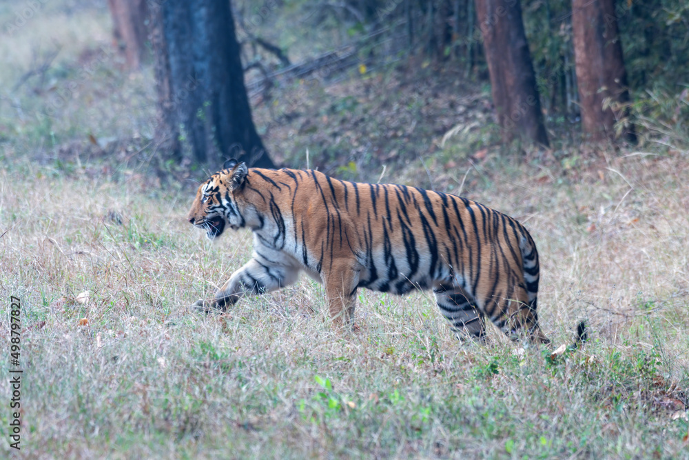 Photograph of Choti Madhu crossing the road and disappearing into the jungle, taken during a safari at Tadoba Andhari Tiger Reserve near Nagpur in Maharashtra, India Photograph of Choti Madhu crossing the road and disappearing into the jungle, taken during a safari at Tadoba Andhari Tiger Reserve near Nagpur in Maharashtra, India