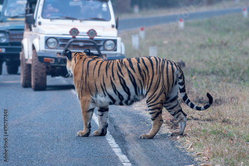 'Choti Madhu' crossing the road as safari vehicles stop to view this beautiful tiger at Tadoba Andhari Tiger Reserve near Nagpur in Maharashtra, India