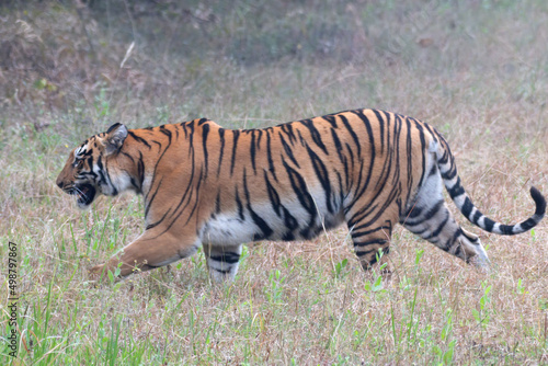Photograph of Choti Madhu crossing the road and disappearing into the jungle  taken during a safari at Tadoba Andhari Tiger Reserve near Nagpur in Maharashtra  India