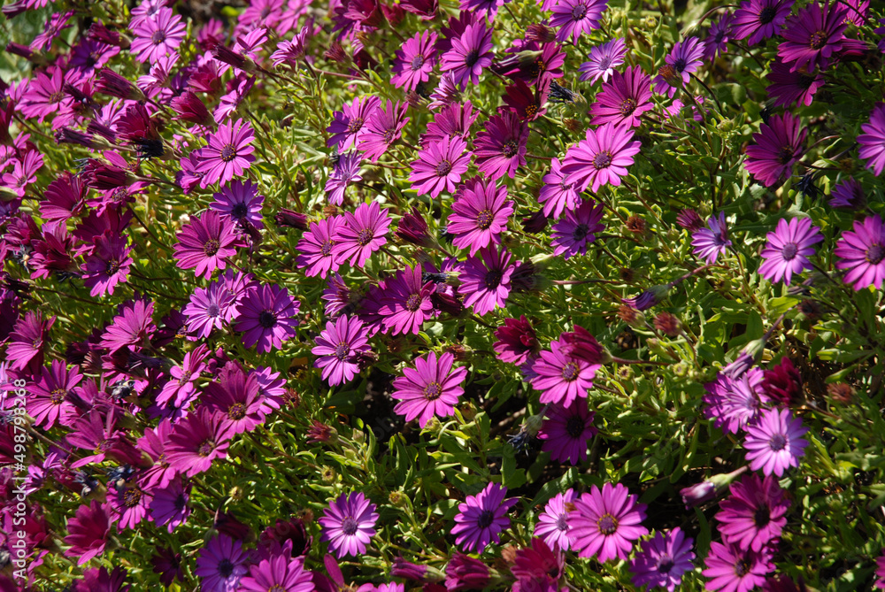 Fototapeta premium Osteospermum, purple daisies in flower