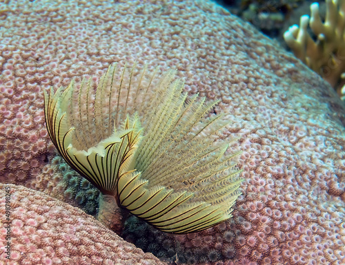 A Feather Duster Worm (Sabellastarte indica) in the Red Sea, Egypt photo