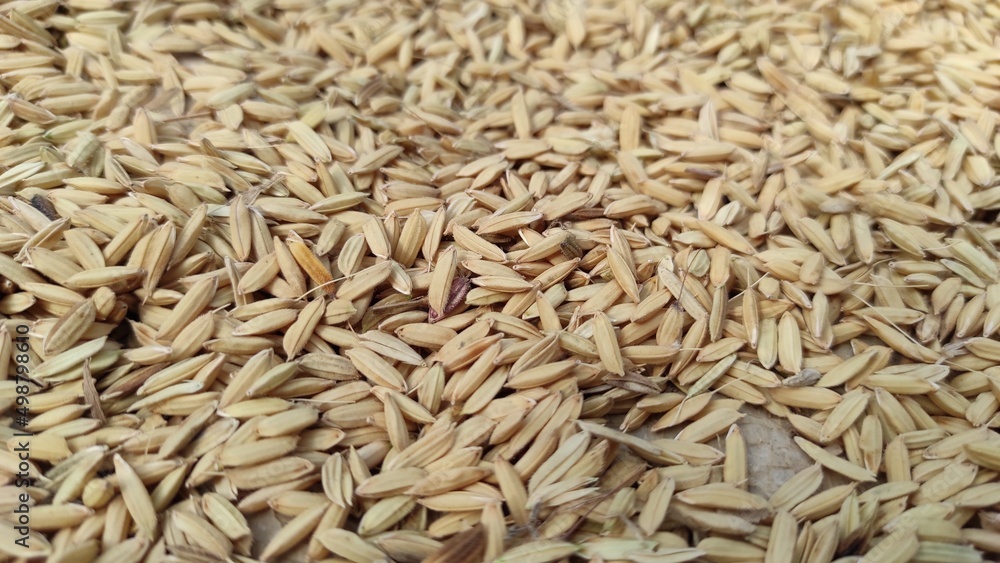 Close up of rice grains that are dried in the sun in the Cikancung area, Indonesia Close up of rice grains that are dried in the sun in the Cikancung area, Indonesia