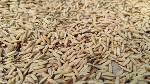 Close up of rice grains that are dried in the sun in the Cikancung area, Indonesia