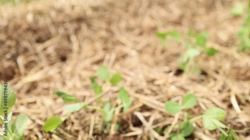 Planting organic plants to garden soil. Permaculture. Closeup shot Planting organic plants to garden soil. Permaculture. Closeup shot