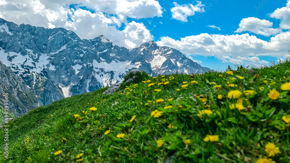 Blooming spring meadow of alpine flowers with panoramic view on the rocky sharp mountains of Kamnik Savinja Alps in Carinthia, border Austria and Slovenia. High altitude pasture in Europe. Freedom