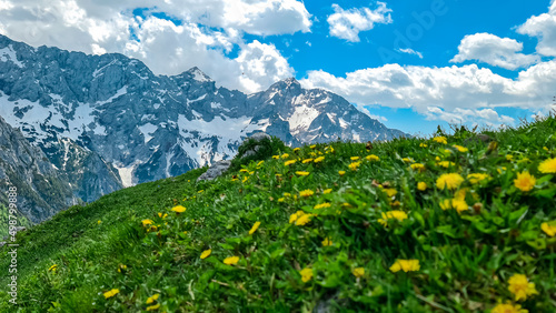 Blooming spring meadow of alpine flowers with panoramic view on the rocky sharp mountains of Kamnik Savinja Alps in Carinthia, border Austria and Slovenia. High altitude pasture in Europe. Freedom