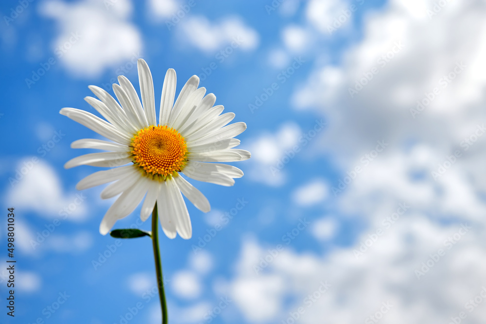 White chamomile against the blue sky. Summer background.