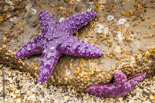 Sea stars or starfish on a rock exposed by the low tide in Oregon, USA