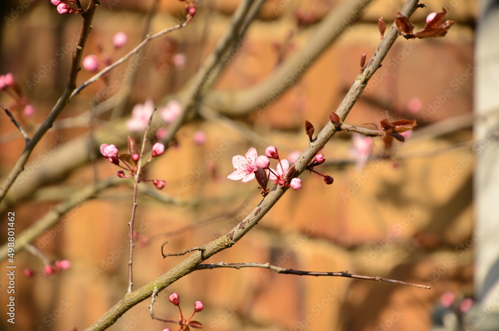 Frühlinngsblüte Frühlinngsblüte