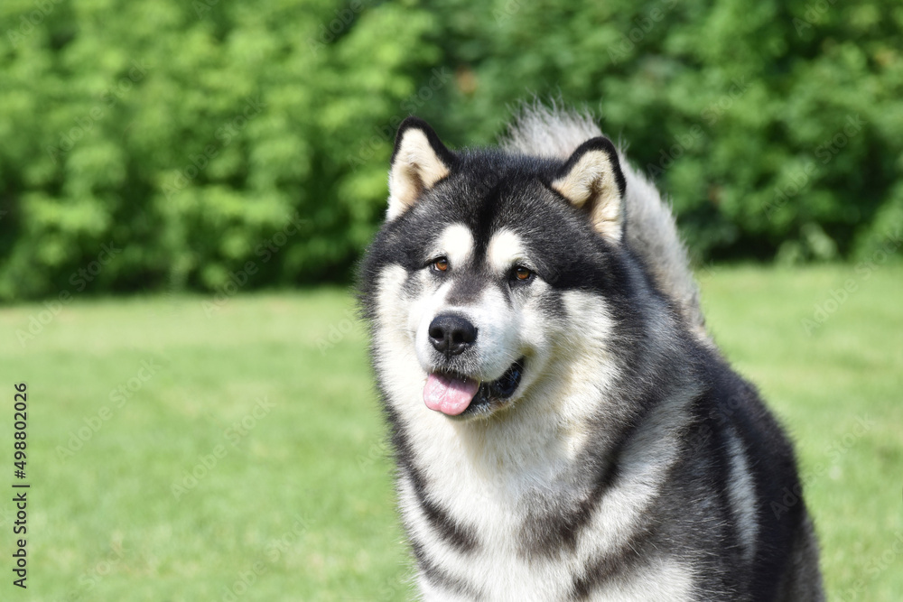 Alaskan Malamute dog face looking at the camera Alaskan Malamute dog face looking at the camera