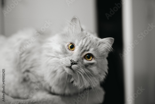 Persian cat