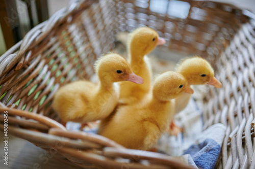 Chickens in the basket