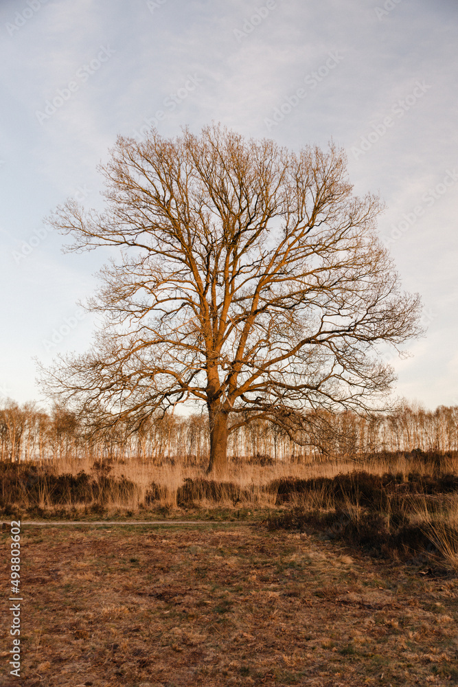 Samotne drzewo bez liści na wrzosowisku - obrazy, fototapety, plakaty 