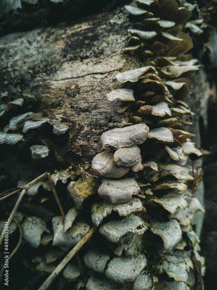Wood mashroom, Carpathian Mountains Wood mashroom, Carpathian Mountains
