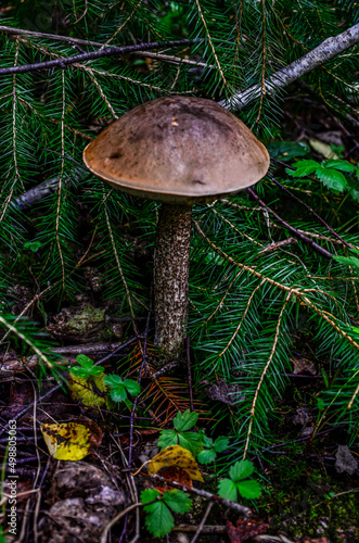 The Brown Birch Bolete (Leccinum scabrum) is an edible mushroom . photo