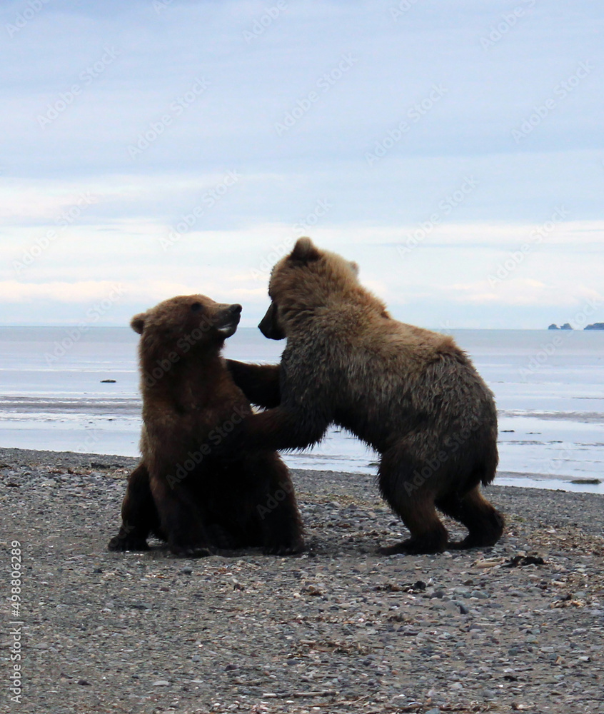 Fototapeta premium Grizzly Bears of Alaska