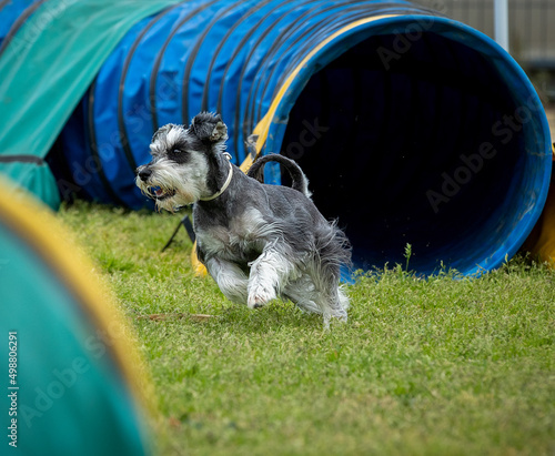 Dog doing agility