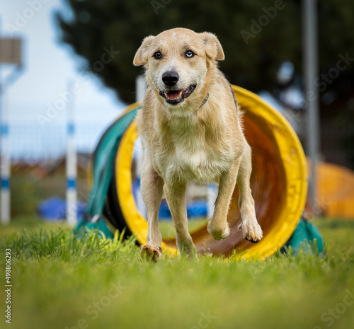 Dog doing agility