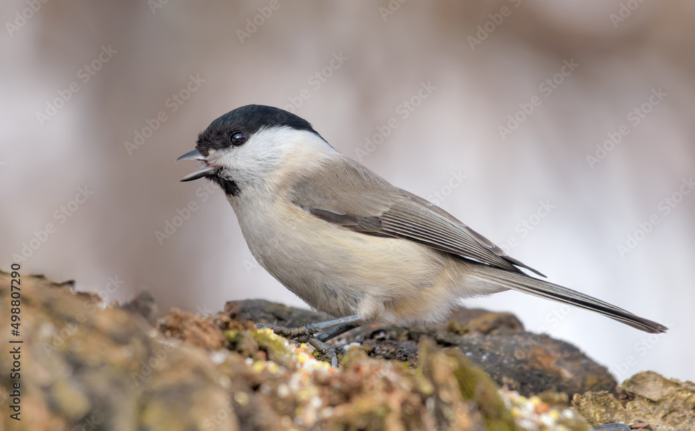 Calling Marsh Tit (Poecile palustris) with wide open beak nice perched on tree stump with clean winter background Calling Marsh Tit (Poecile palustris) with wide open beak nice perched on tree stump with clean winter background