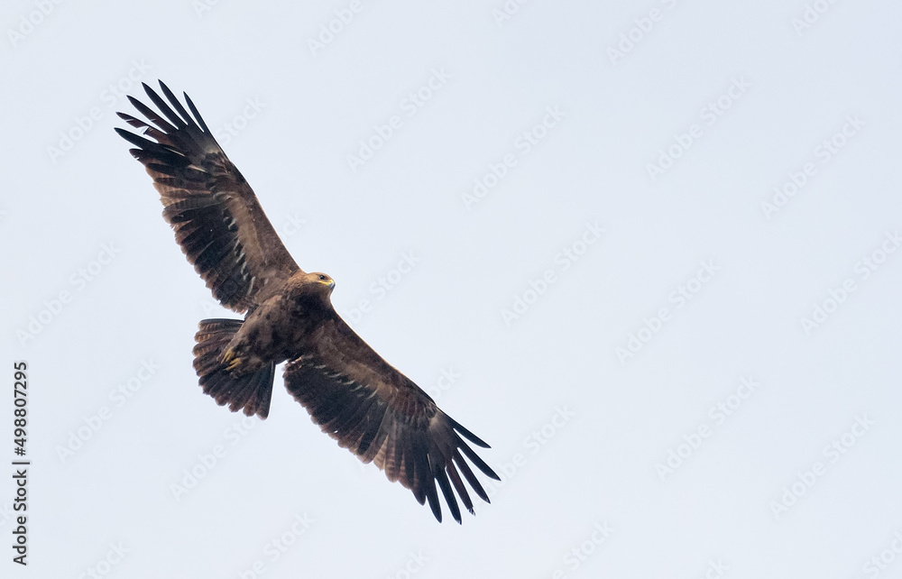 Obraz premium Adult Lesser spotted eagle (Clanga pomarina) soars in light sky during spring migration season