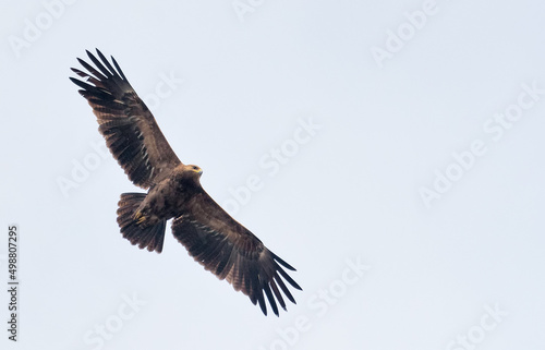 Adult Lesser spotted eagle  Clanga pomarina  soars in light sky during spring migration season 