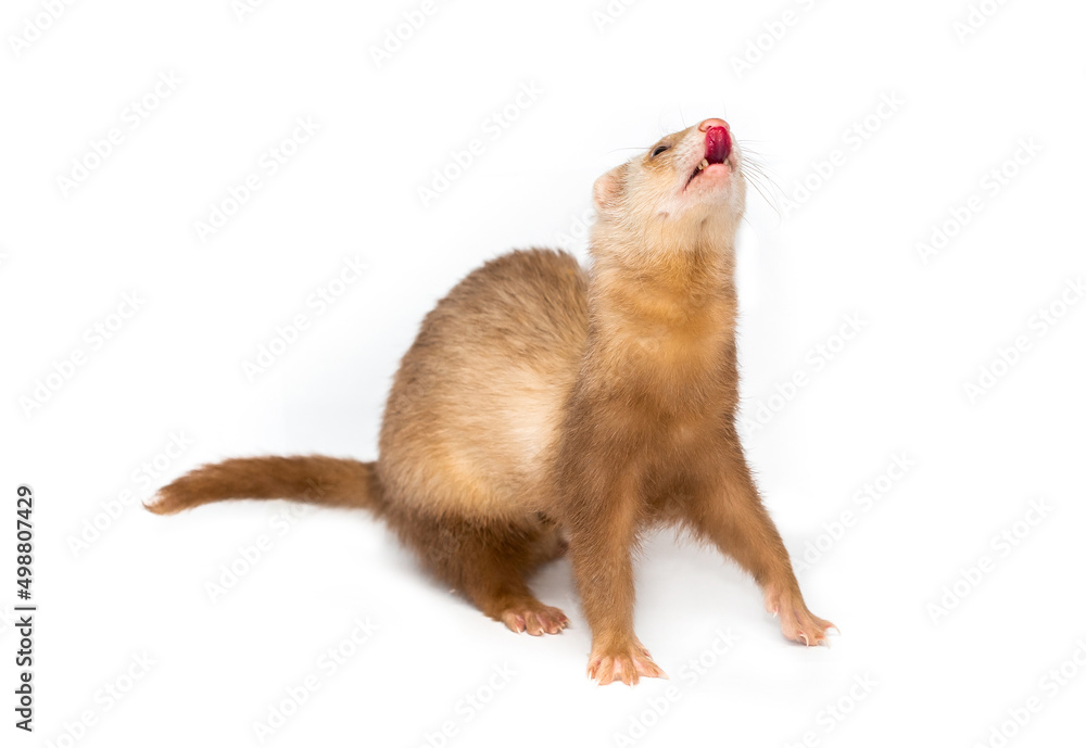 Ferret on a white background is insulated. Light color of the pet. Ermine, weasel, marten. Ferret on a white background is insulated. Light color of the pet. Ermine, weasel, marten.