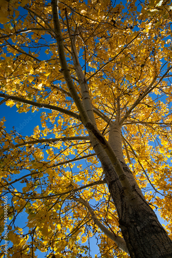 Looking up at a poplar tree in fall with bright backlit yellow leaves Looking up at a poplar tree in fall with bright backlit yellow leaves