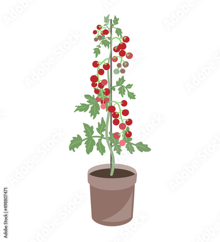 Cherry tomato plant in a flower pot. Vector illustration isolated on white