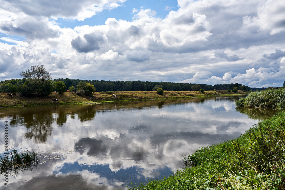 a herd of cows in a pasture by a river during summer a herd of cows in a pasture by a river during summer